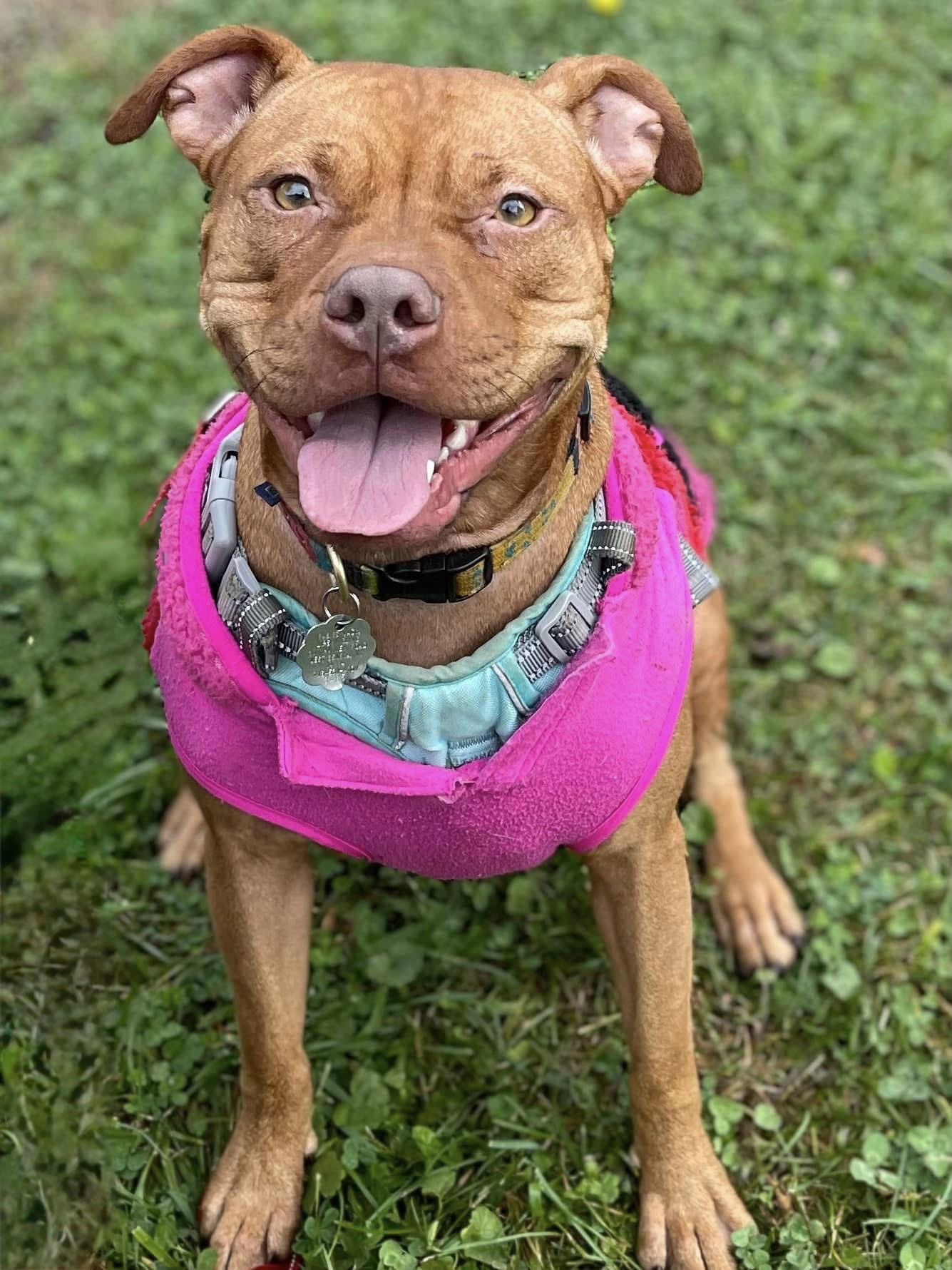 Minnie, an adoptable Pit Bull Terrier, Boxer in Tonawanda, NY, 14150 | Photo Image 1