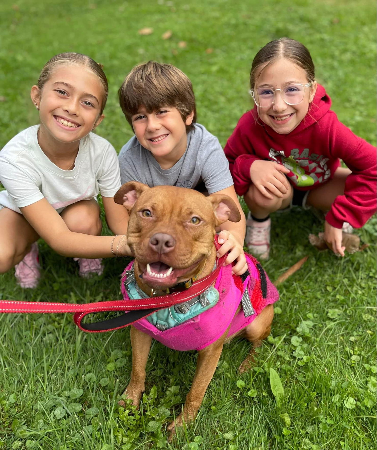 Minnie, an adoptable Pit Bull Terrier, Boxer in Tonawanda, NY, 14150 | Photo Image 2