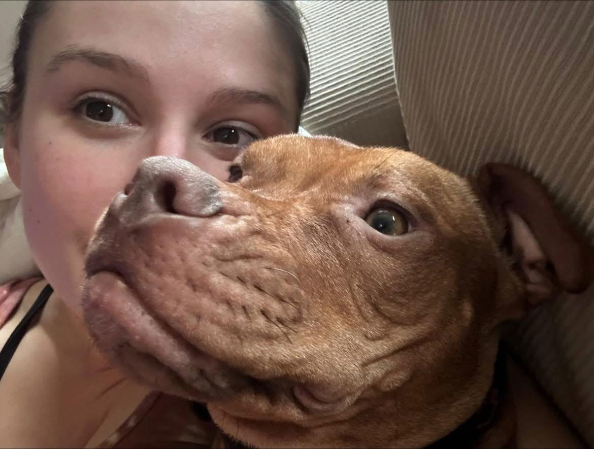 Minnie, an adoptable Pit Bull Terrier, Boxer in Tonawanda, NY, 14150 | Photo Image 3