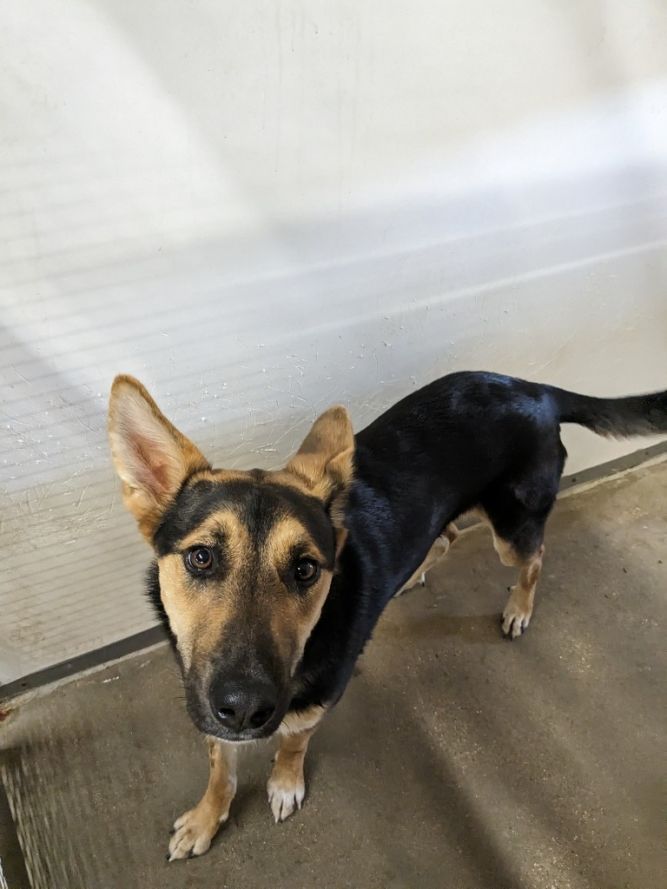 Dog for adoption - Stevie**, a German Shepherd Dog in Belton, TX ...