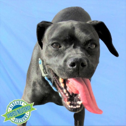 Angel, an adoptable Mixed Breed in Las Cruces, NM, 88012 | Photo Image 1