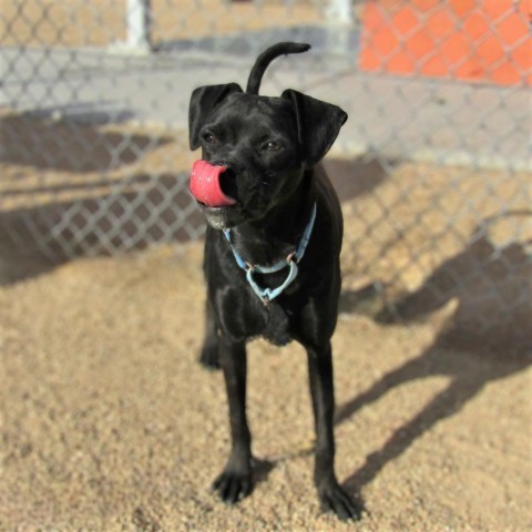 Angel, an adoptable Mixed Breed in Las Cruces, NM, 88012 | Photo Image 2