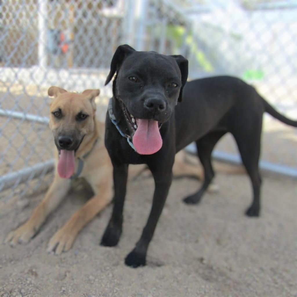 Angel, an adoptable Mixed Breed in Las Cruces, NM, 88012 | Photo Image 2