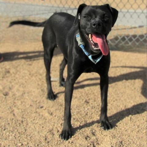 Angel, an adoptable Mixed Breed in Las Cruces, NM, 88012 | Photo Image 3