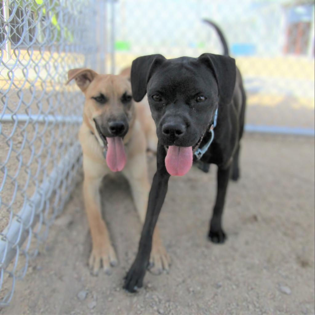 Angel, an adoptable Mixed Breed in Las Cruces, NM, 88012 | Photo Image 3