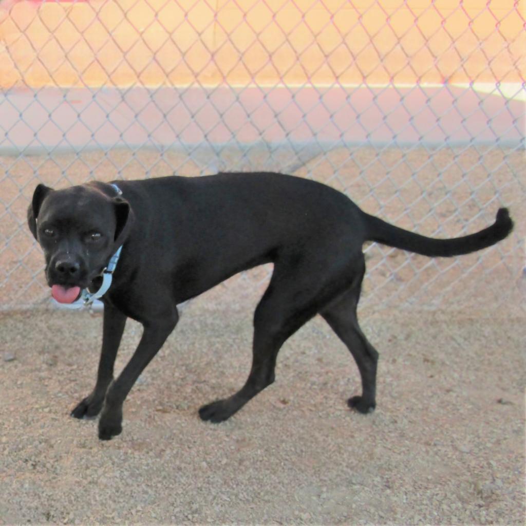 Angel, an adoptable Mixed Breed in Las Cruces, NM, 88012 | Photo Image 4