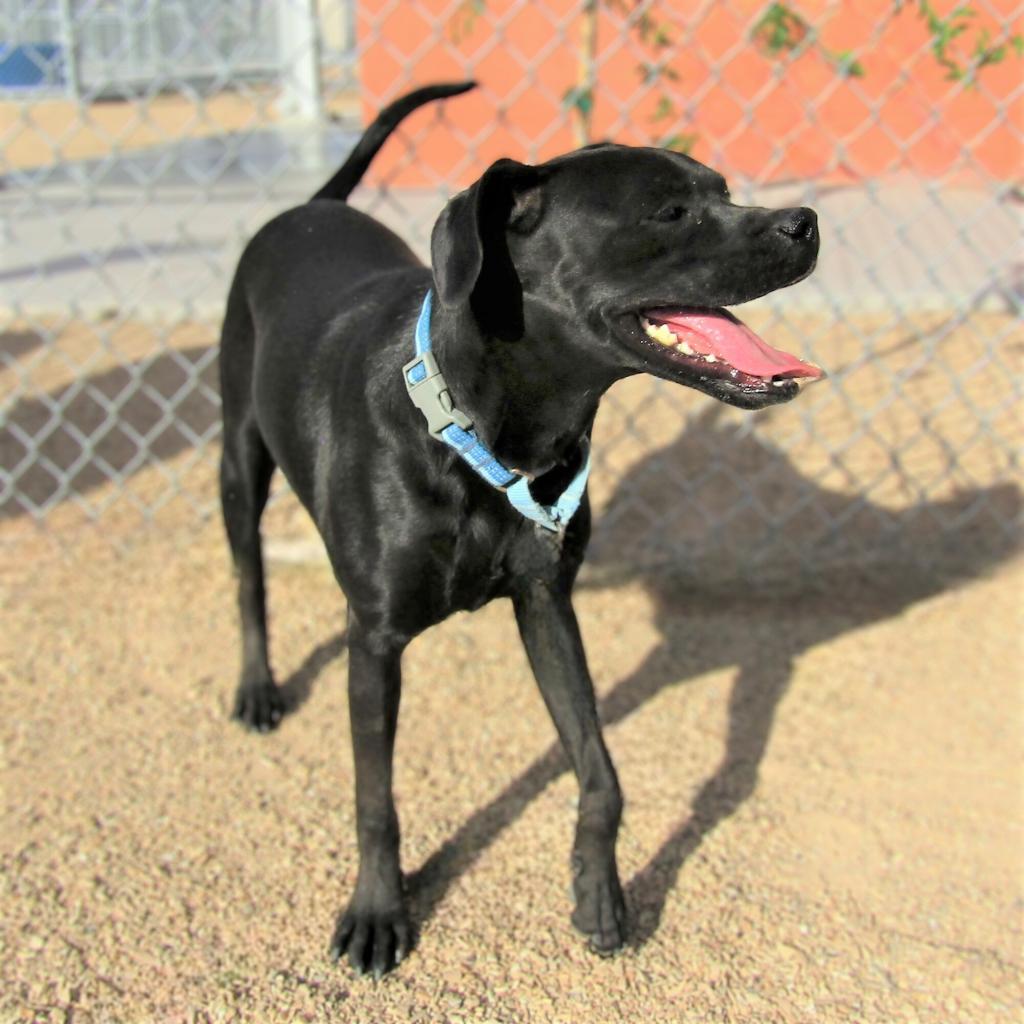 Angel, an adoptable Mixed Breed in Las Cruces, NM, 88012 | Photo Image 5