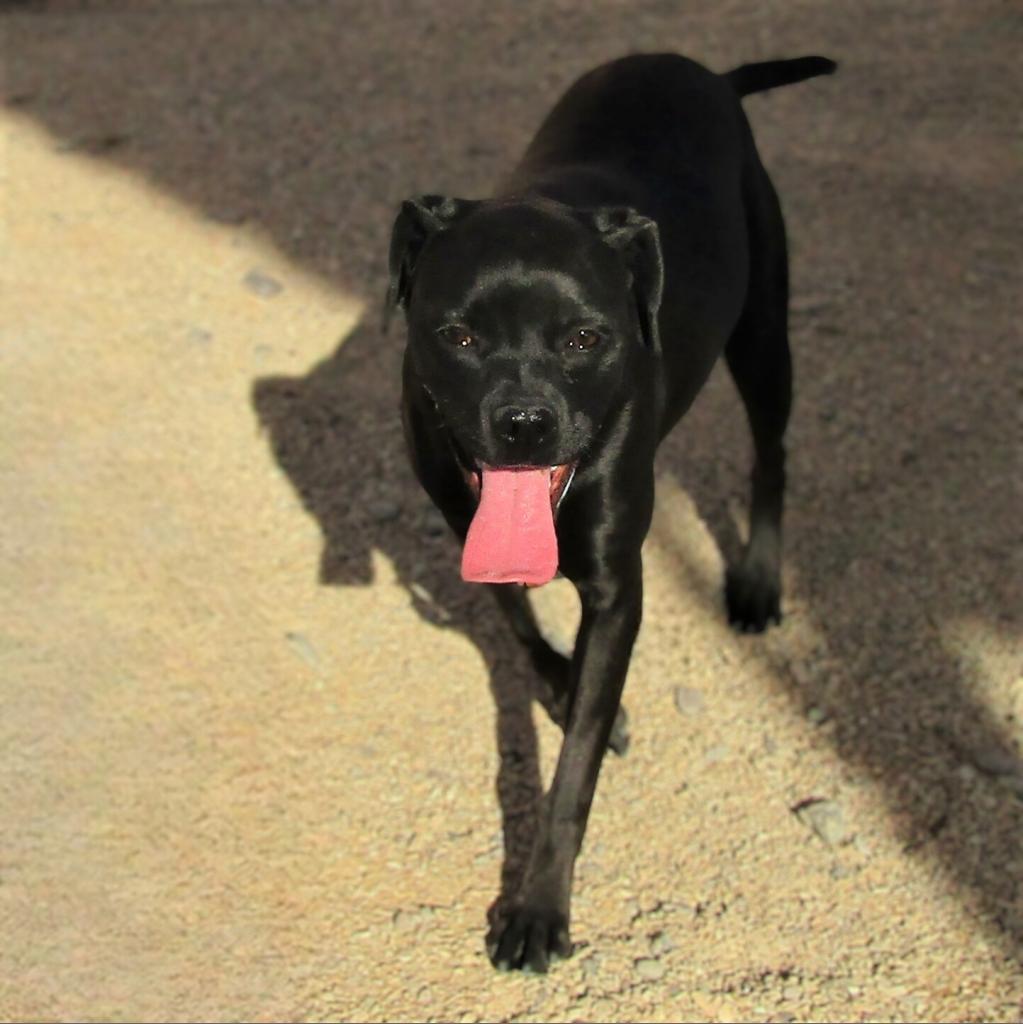 Angel, an adoptable Mixed Breed in Las Cruces, NM, 88012 | Photo Image 6