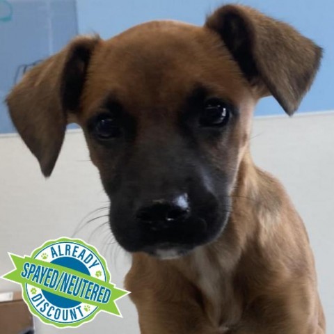 Carol, an adoptable Mixed Breed in Las Cruces, NM, 88012 | Photo Image 1