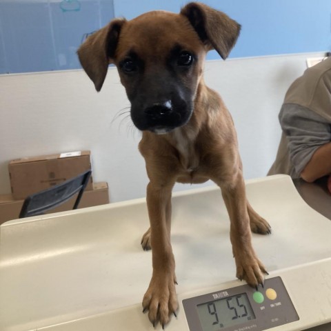 Carol, an adoptable Mixed Breed in Las Cruces, NM, 88012 | Photo Image 3