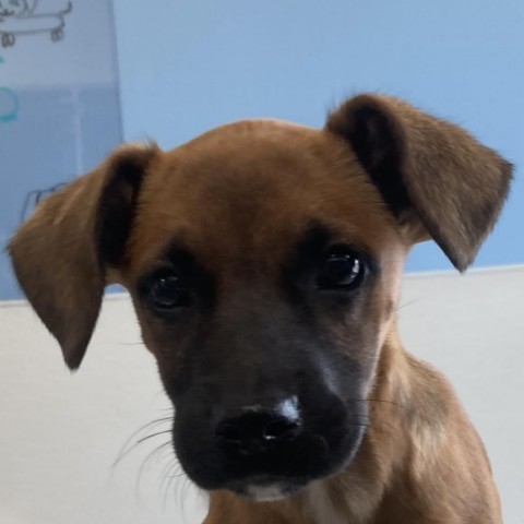 Carol, an adoptable Mixed Breed in Las Cruces, NM, 88012 | Photo Image 4