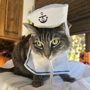 Lamb, Adult Female Domestic Short Hair