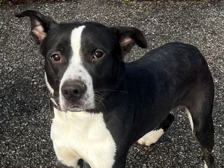 Border collie 2024 terrier mix