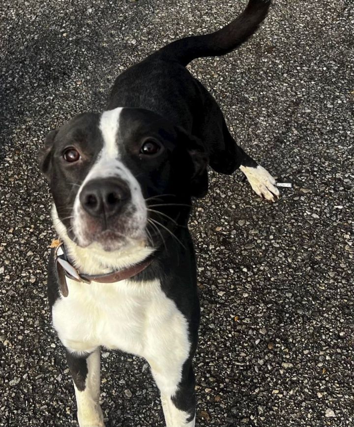 American staffordshire hot sale border collie mix