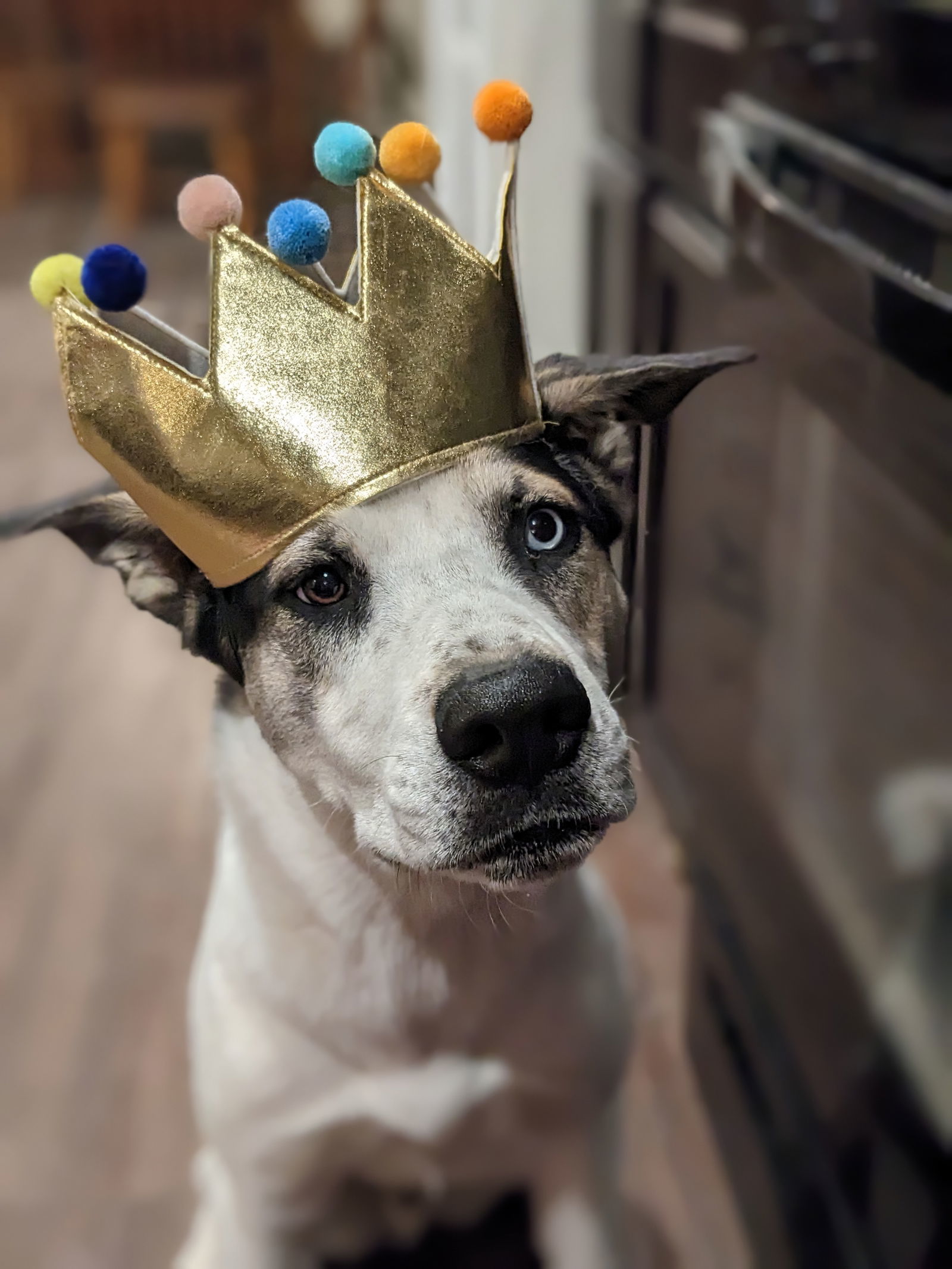 Bluey, an adoptable Siberian Husky in Cedar Crest, NM, 87008 | Photo Image 1