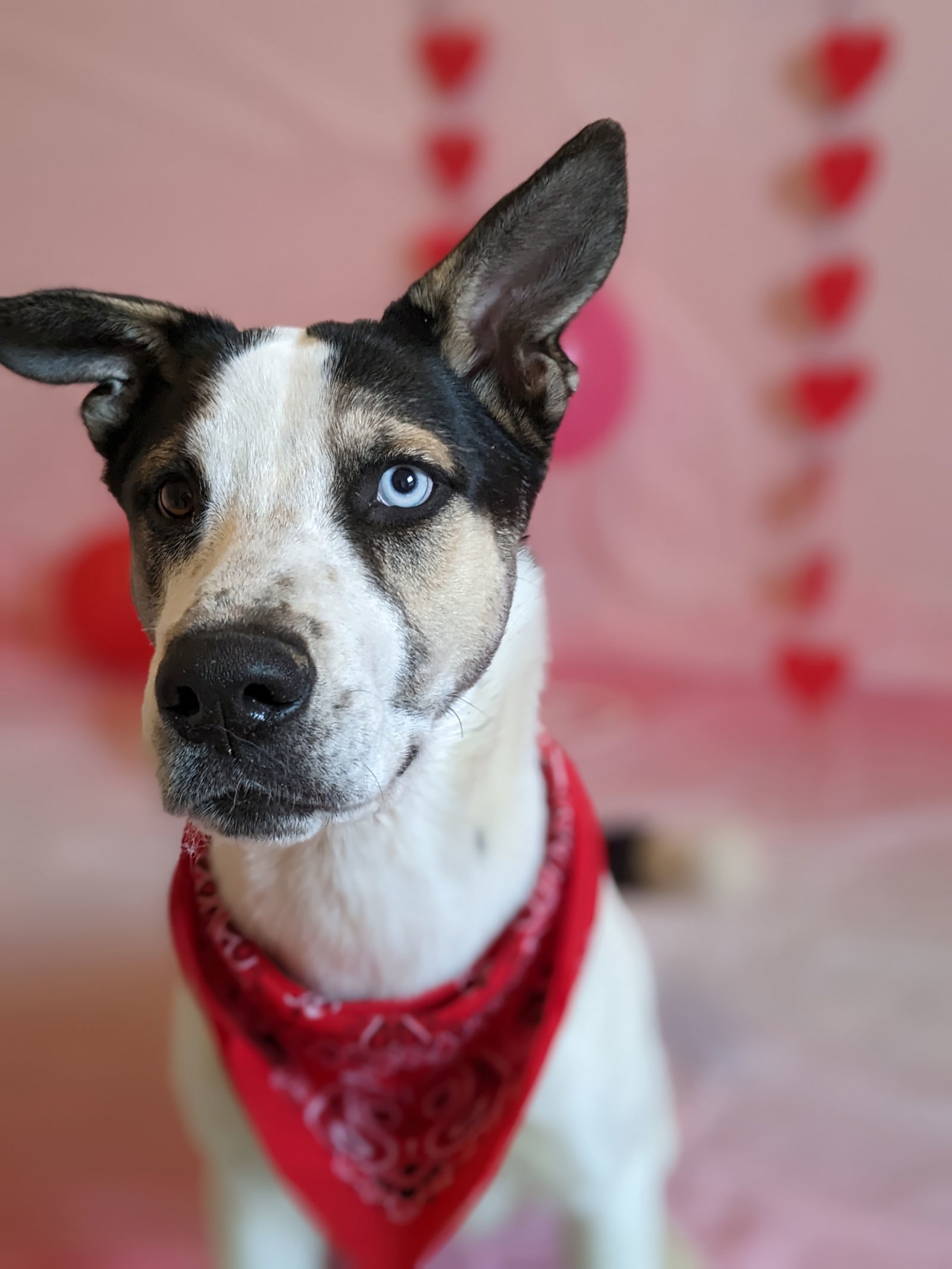 Bluey, an adoptable Siberian Husky in Cedar Crest, NM, 87008 | Photo Image 2