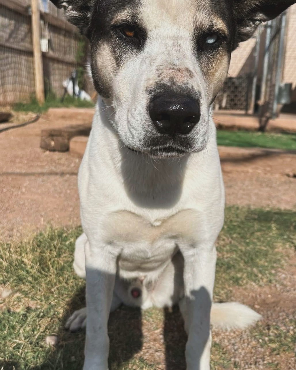 Bluey, an adoptable Siberian Husky in Cedar Crest, NM, 87008 | Photo Image 2