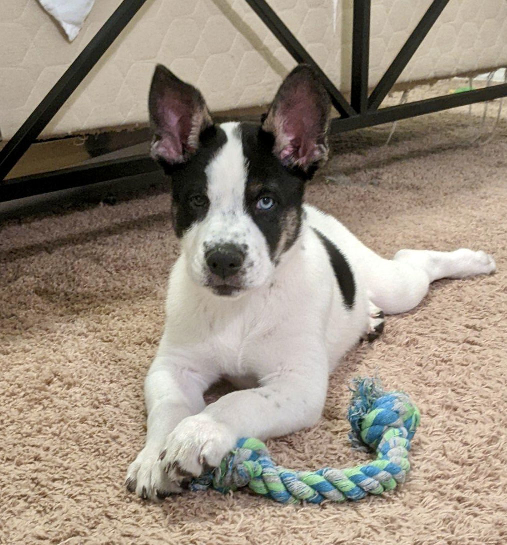 Bluey, an adoptable Siberian Husky in Cedar Crest, NM, 87008 | Photo Image 3