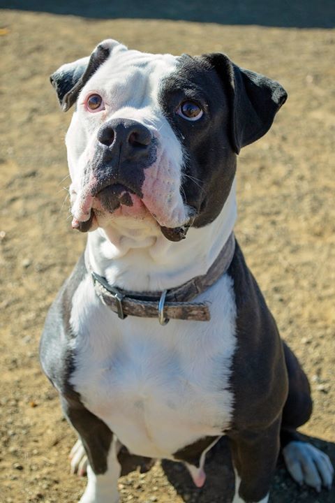 Kia, an adoptable American Bulldog, Boxer in Yreka, CA, 96097 | Photo Image 1