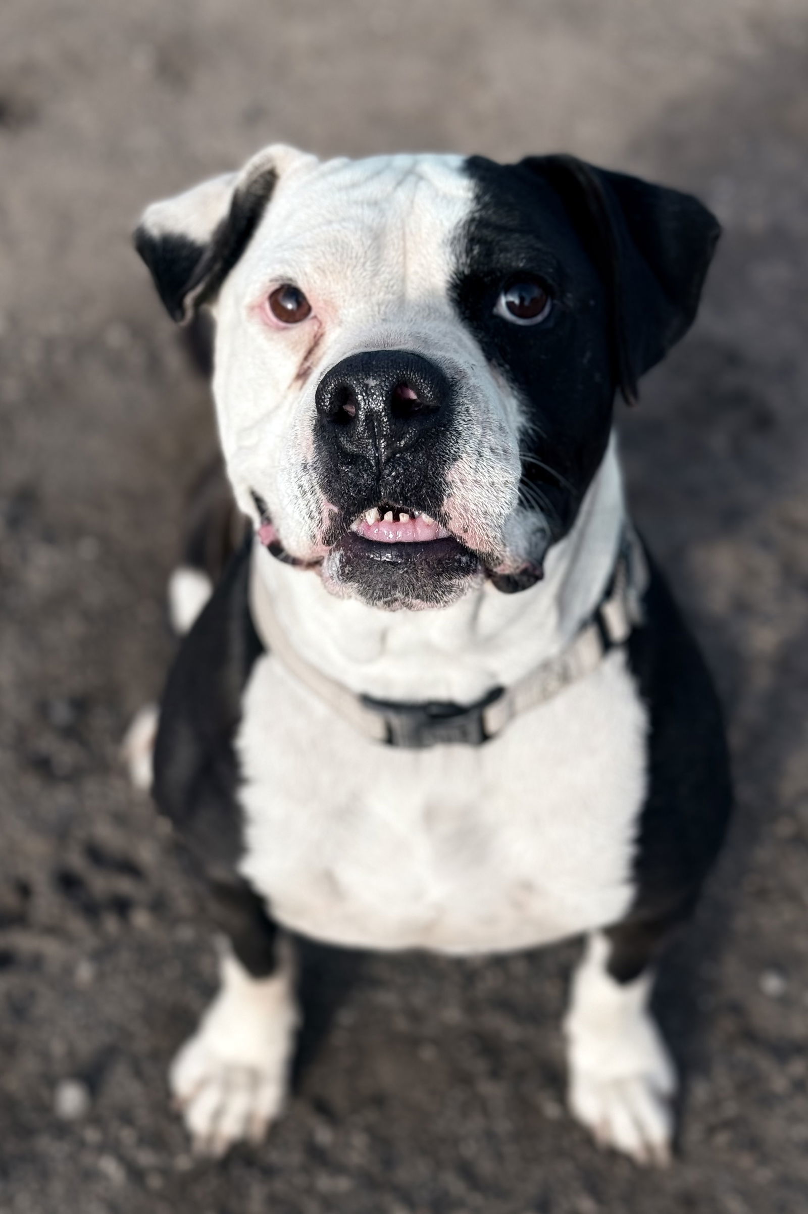 Kia, an adoptable American Bulldog, Boxer in Yreka, CA, 96097 | Photo Image 1