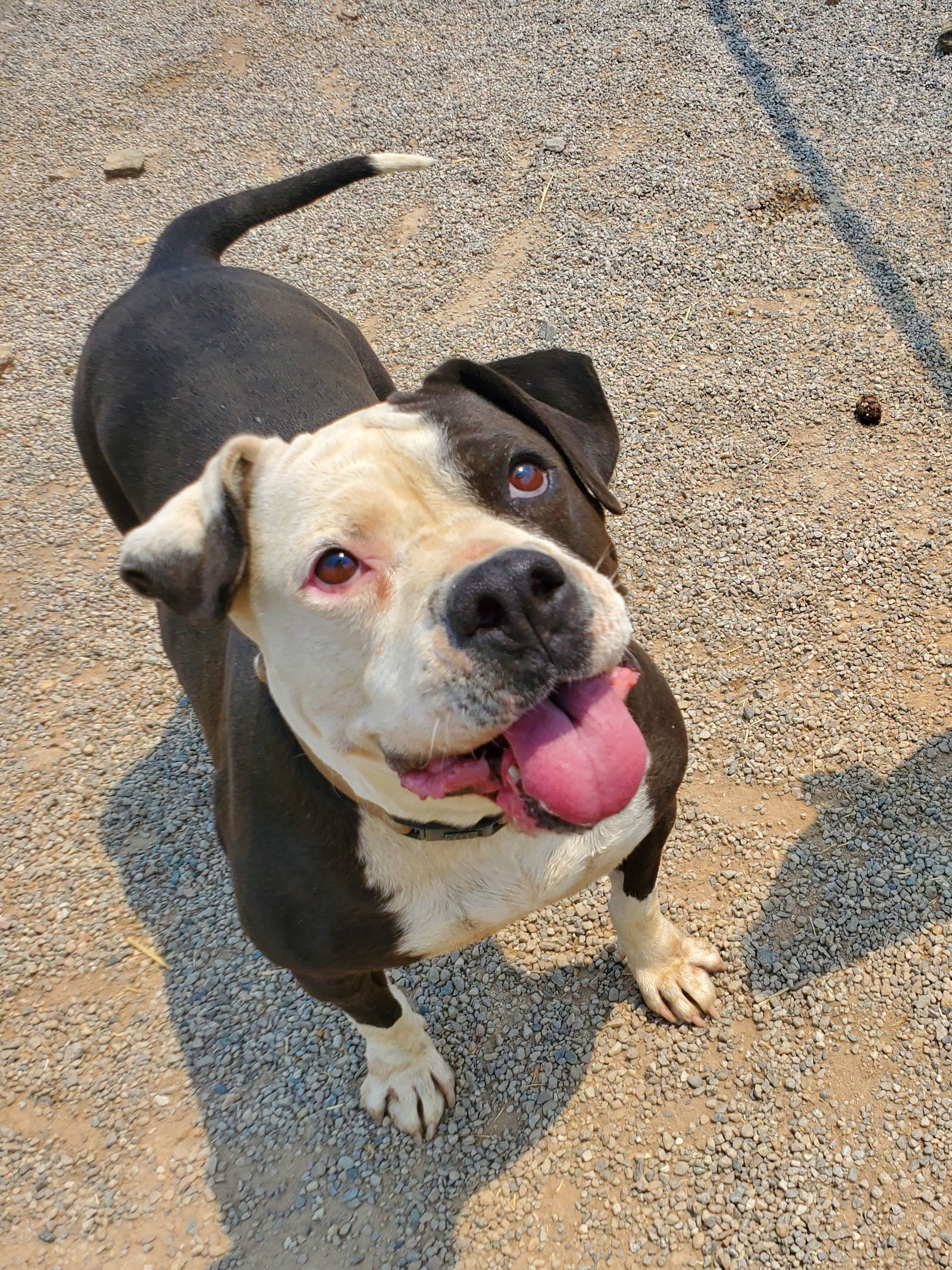 Kia, an adoptable American Bulldog, Boxer in Yreka, CA, 96097 | Photo Image 2