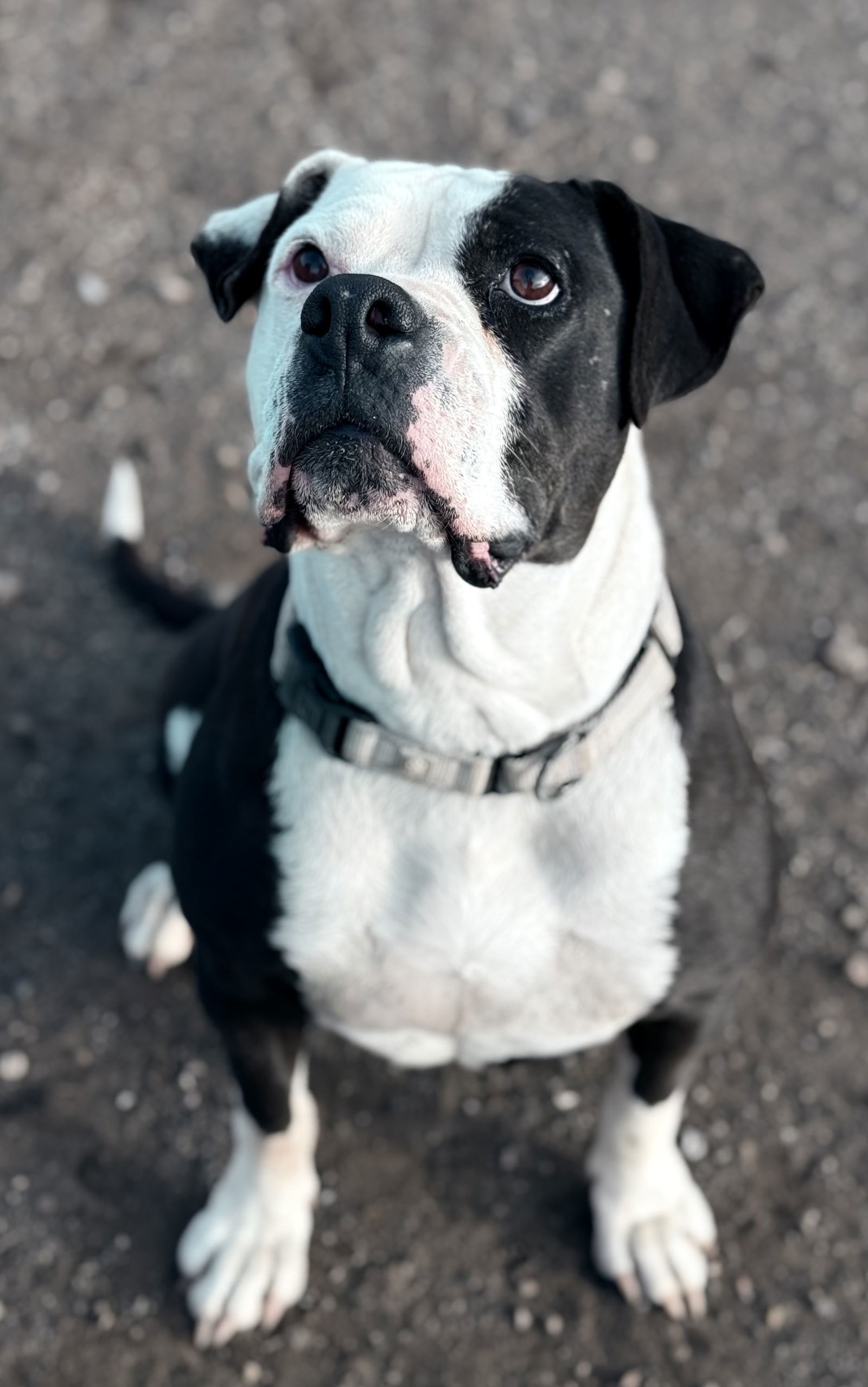 Kia, an adoptable American Bulldog, Boxer in Yreka, CA, 96097 | Photo Image 2