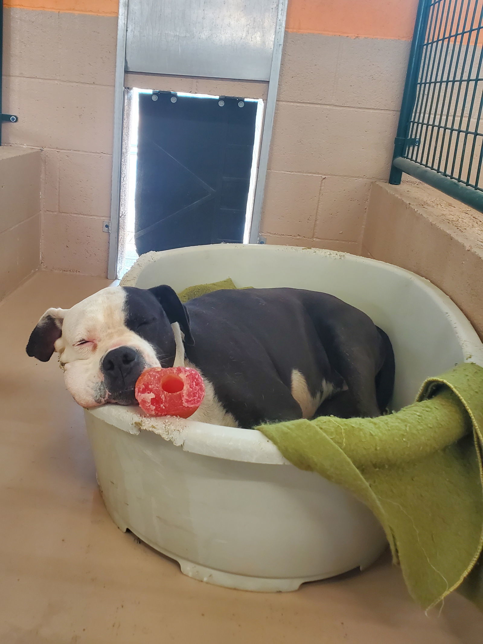 Kia, an adoptable American Bulldog, Boxer in Yreka, CA, 96097 | Photo Image 3