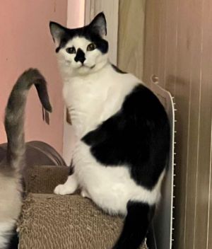 Dorothy is a playful 1-2 year old cow kitty with beautiful markings Favorite things include belly 
