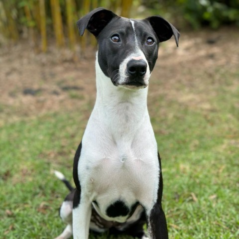 Scout, an adoptable Catahoula Leopard Dog, Pit Bull Terrier in Keaau, HI, 96749 | Photo Image 1