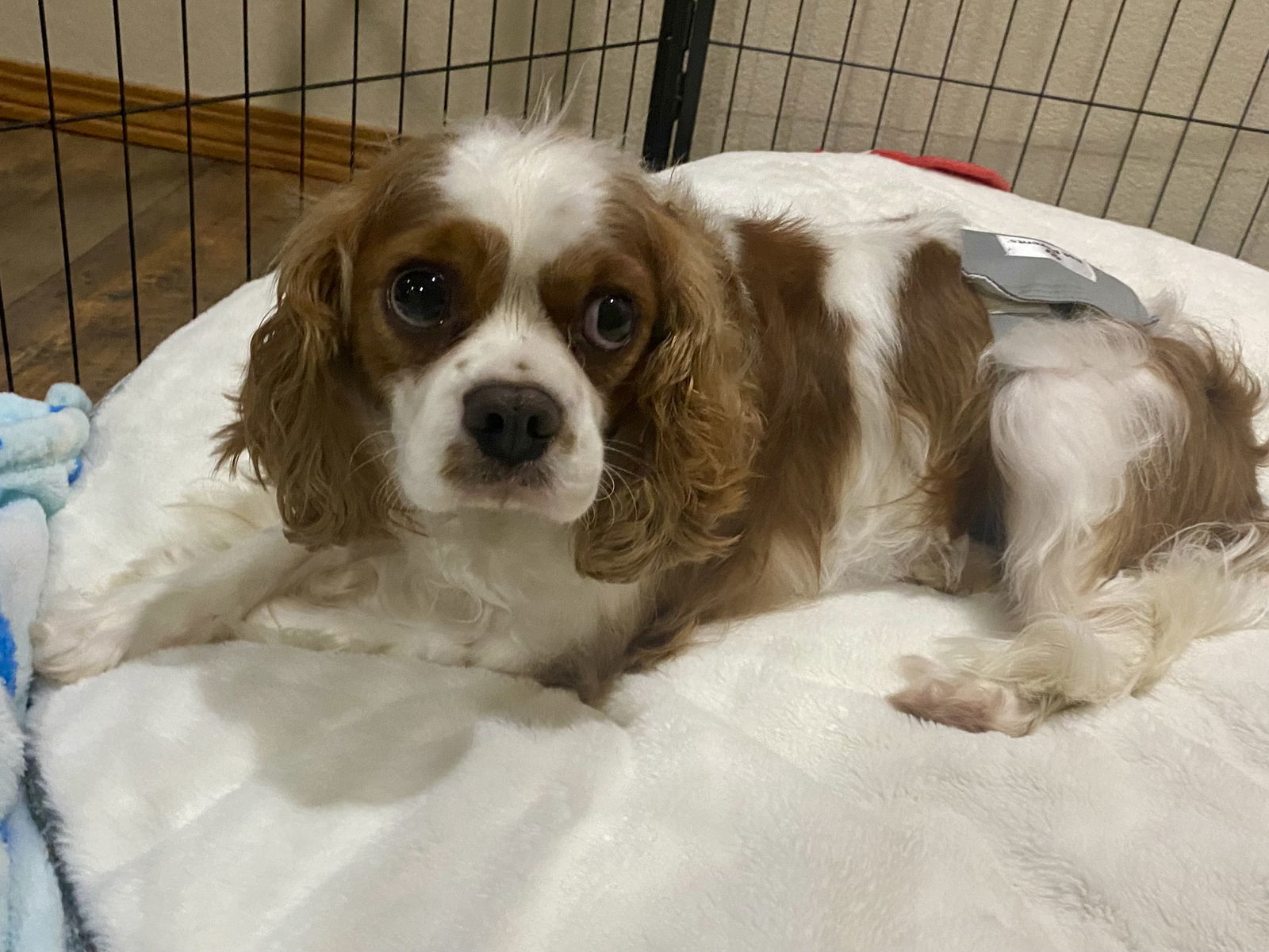 Downstream, an adoptable Cavalier King Charles Spaniel in Brandon, SD, 57005 | Photo Image 1