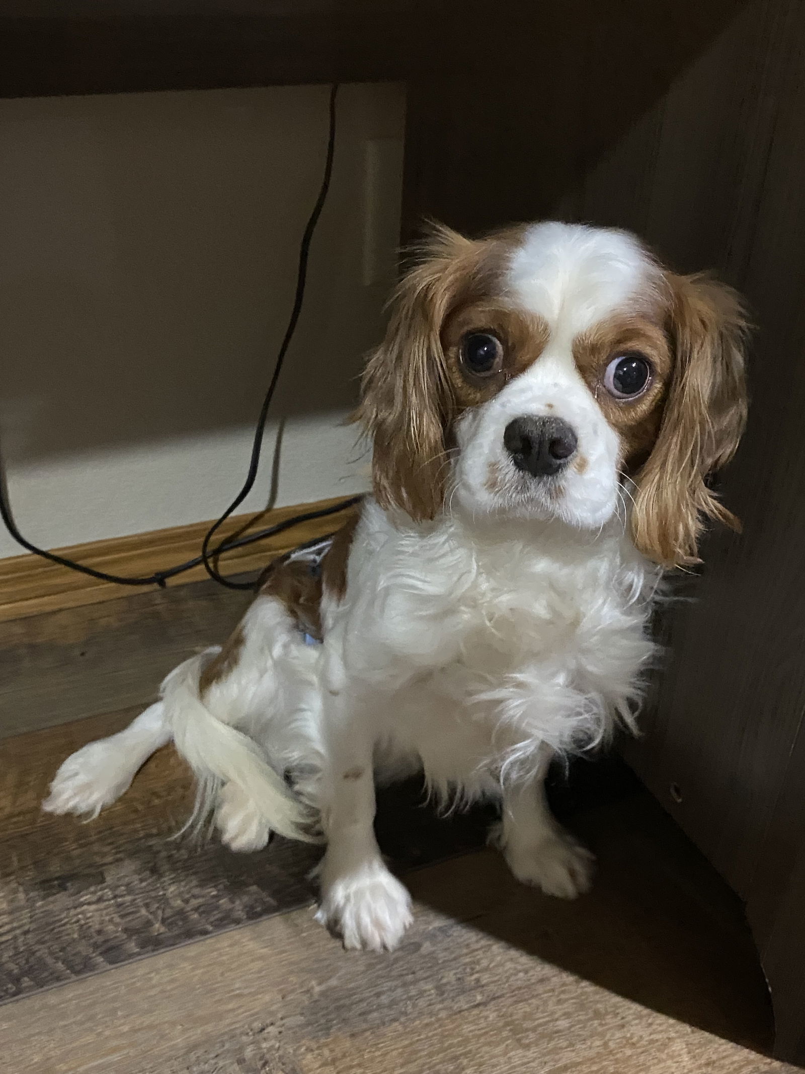 Downstream, an adoptable Cavalier King Charles Spaniel in Brandon, SD, 57005 | Photo Image 2