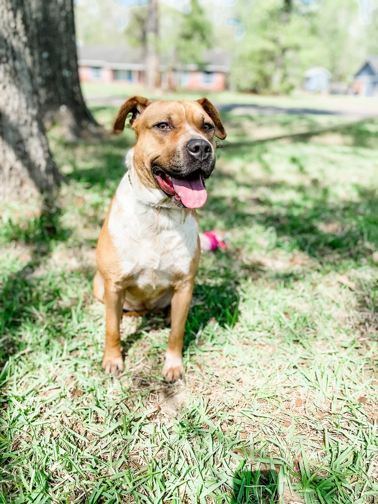 Yoplait #48491, an adoptable Black Mouth Cur in Aulac, NB, E4L 2X2 | Photo Image 5