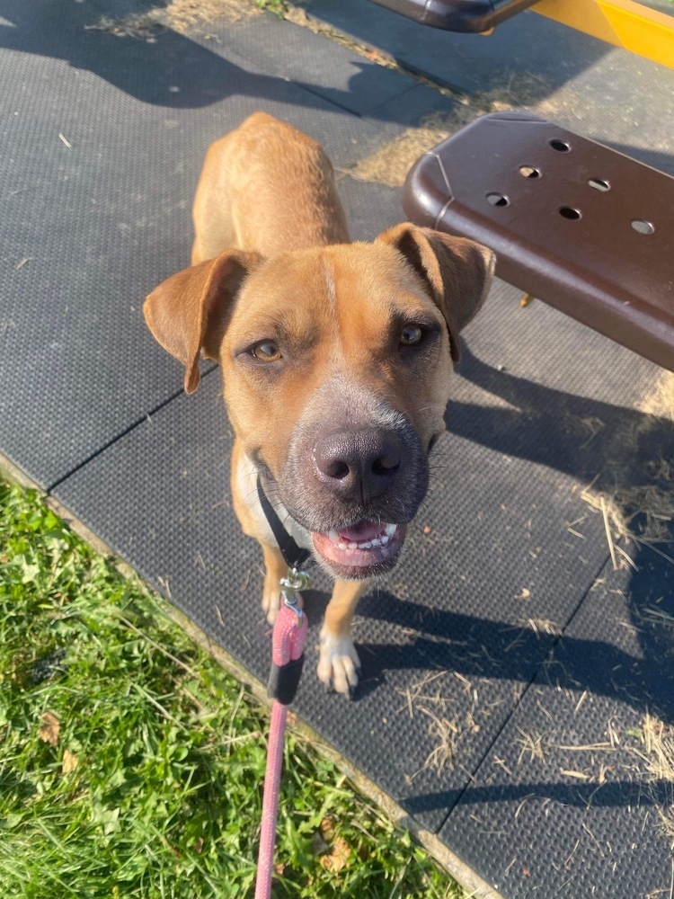 Yoplait #48491, an adoptable Black Mouth Cur in Aulac, NB, E4L 2X2 | Photo Image 6