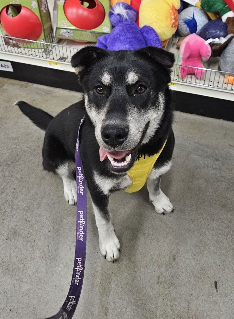 Dolly, an adoptable Labrador Retriever, Shepherd in Yreka, CA, 96097 | Photo Image 1