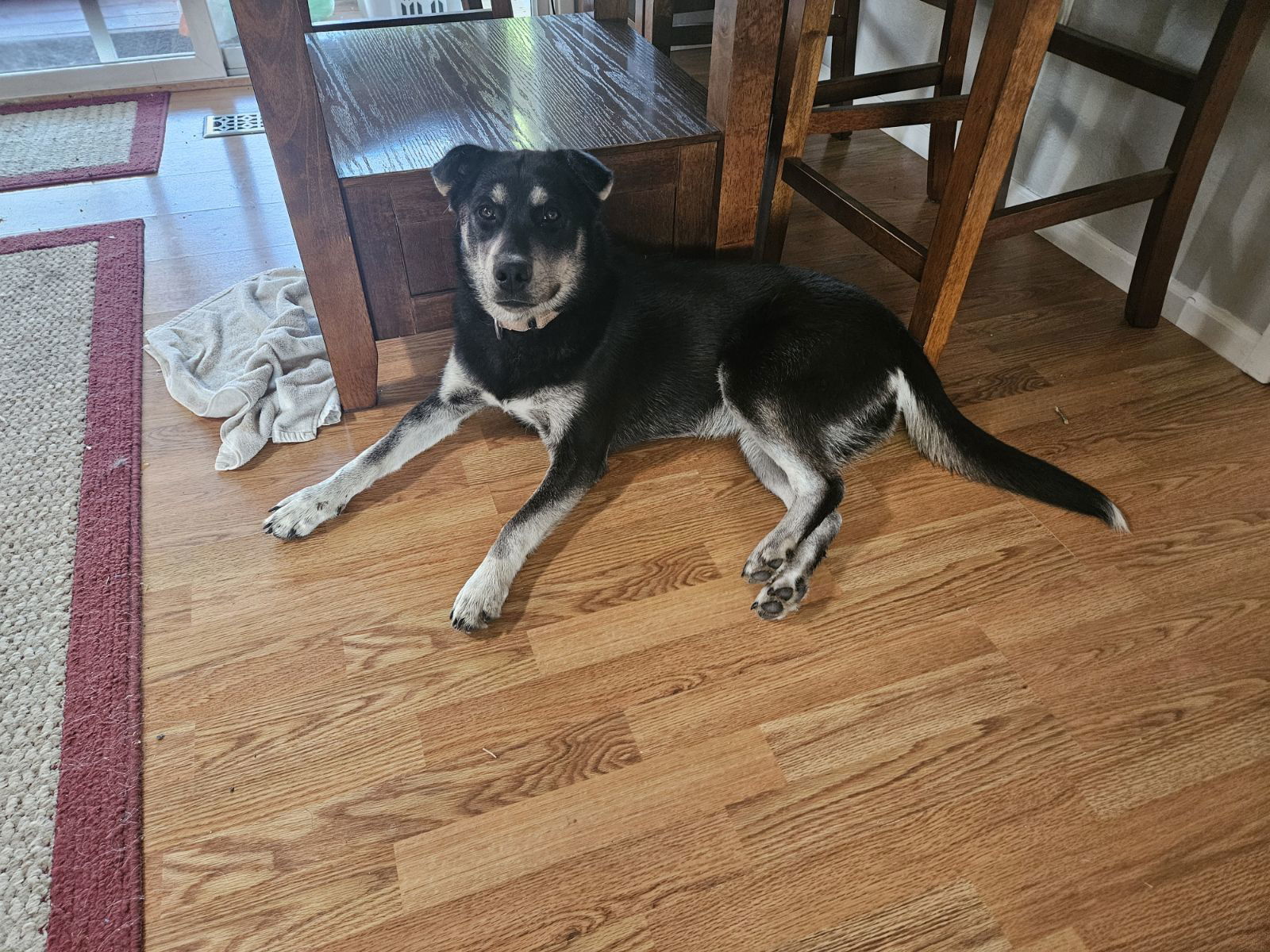 Dolly, an adoptable Labrador Retriever, Shepherd in Yreka, CA, 96097 | Photo Image 2