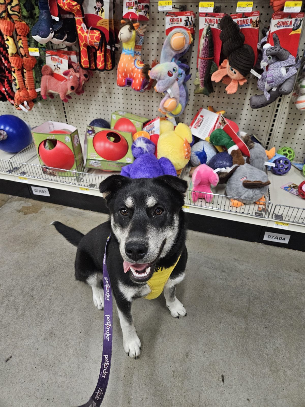 Dolly, an adoptable Labrador Retriever, Shepherd in Yreka, CA, 96097 | Photo Image 3