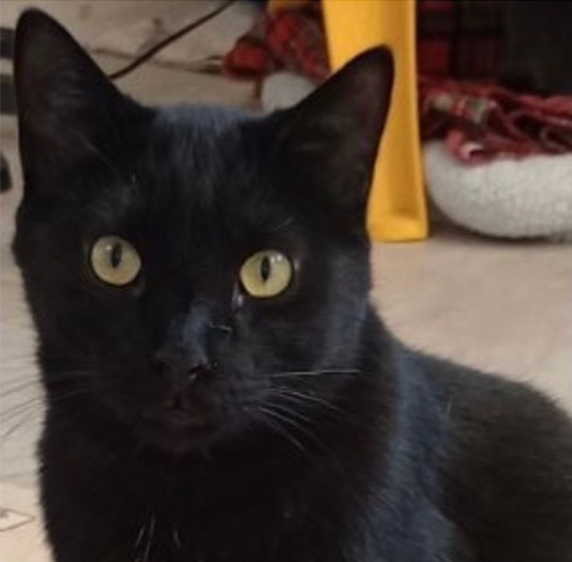 Blackie, an adoptable Domestic Short Hair in Saginaw, MI, 48604 | Photo Image 1