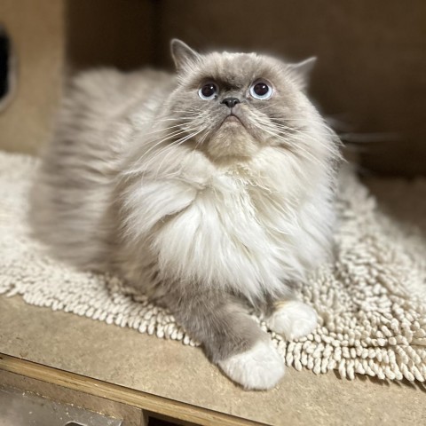 Sapphire Moon, an adoptable Himalayan in Port Richey, FL, 34668 | Photo Image 1