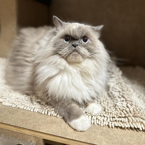 Sapphire Moon, an adoptable Himalayan in Port Richey, FL, 34668 | Photo Image 3