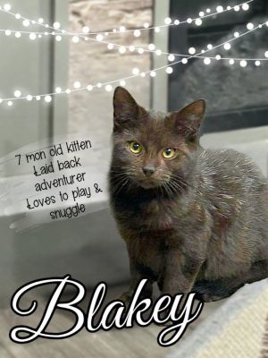 Blakey Domestic Short Hair Cat