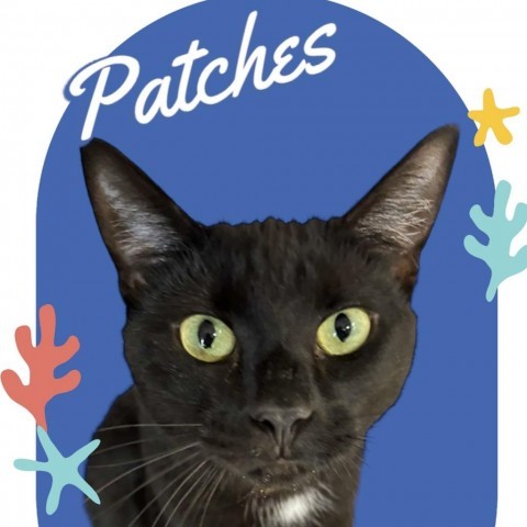 Patches, an adoptable Domestic Short Hair in Carroll, IA, 51401 | Photo Image 1