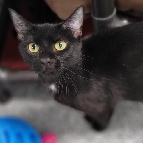 Patches, an adoptable Domestic Short Hair in Carroll, IA, 51401 | Photo Image 3