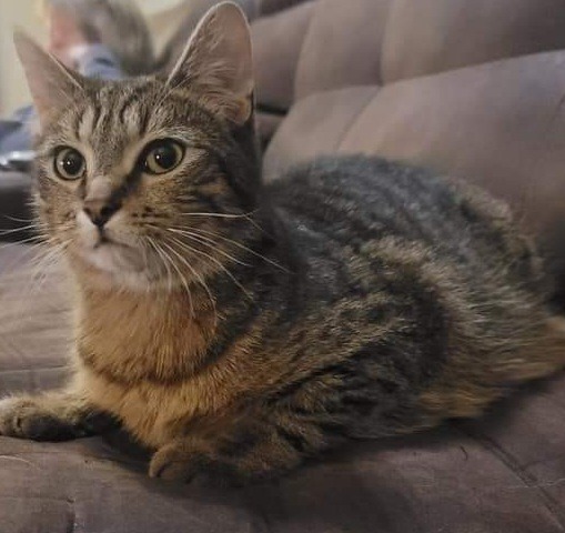 Silk, an adoptable Domestic Short Hair in Fond Du Lac, WI, 54935 | Photo Image 1