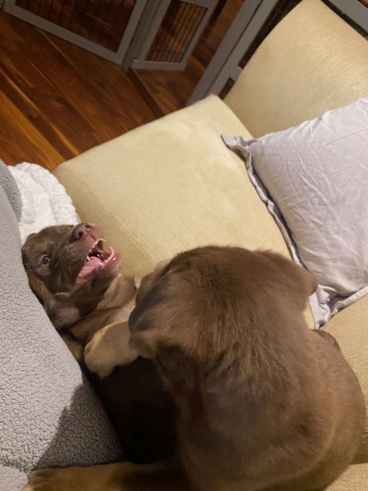 Weimaraner husky hot sale mix puppies