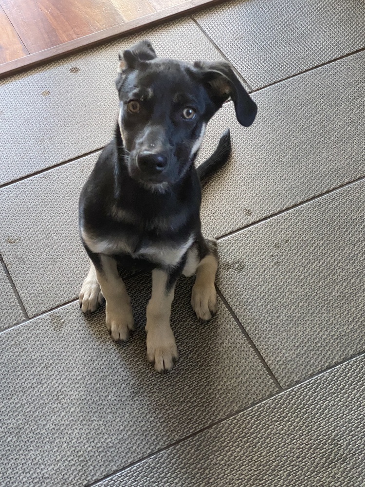 Weimaraner and hot sale husky mix