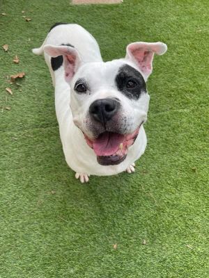 Prim A046501, Adult Female Staffordshire Bull Terrier