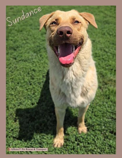 Sundance, an adoptable German Shepherd Dog, Mixed Breed in De Soto, IA, 50069 | Photo Image 1