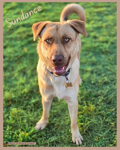 Sundance, an adoptable German Shepherd Dog, Mixed Breed in De Soto, IA, 50069 | Photo Image 1