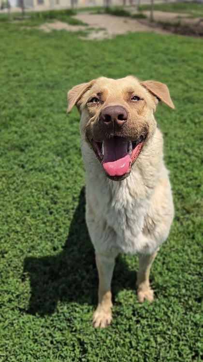 Sundance, an adoptable German Shepherd Dog, Mixed Breed in De Soto, IA, 50069 | Photo Image 2