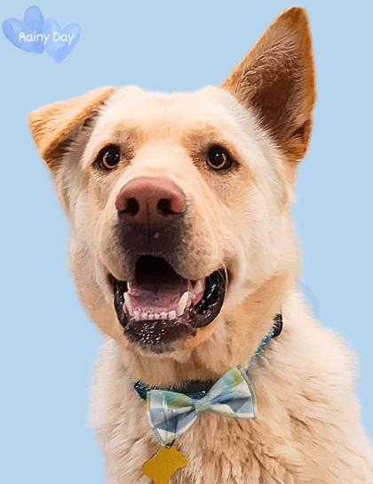 Rainy Day, an adoptable German Shepherd Dog, Husky in De Soto, IA, 50069 | Photo Image 1